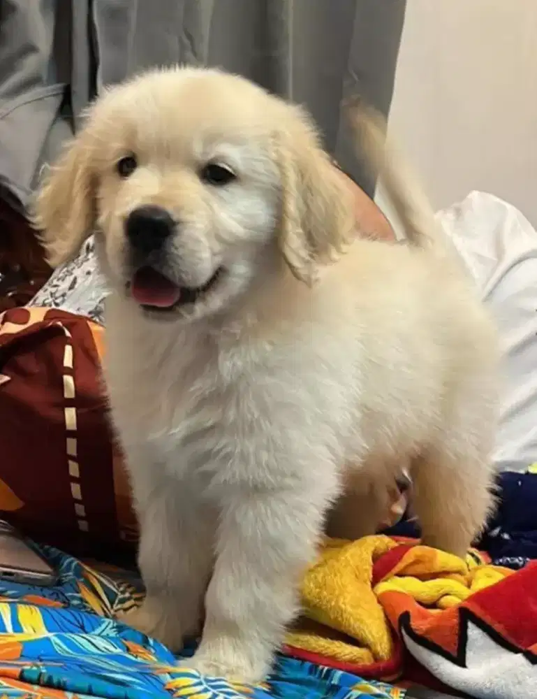 GOLDEN RETRIEVER