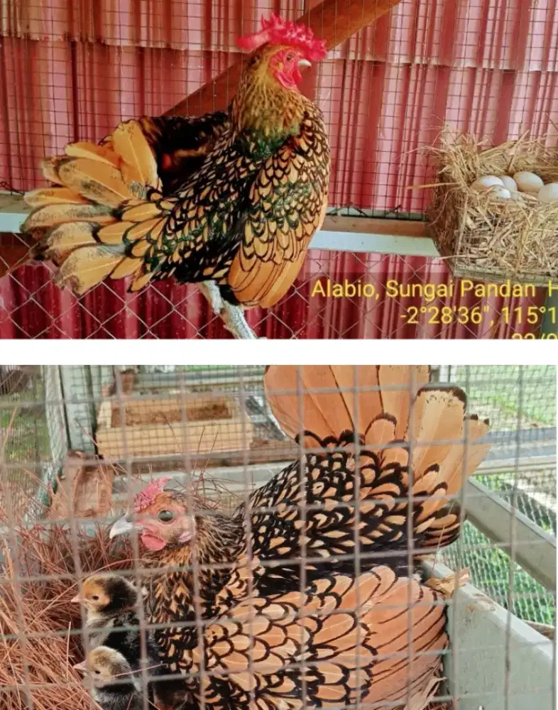 Di jual ayam batik merah