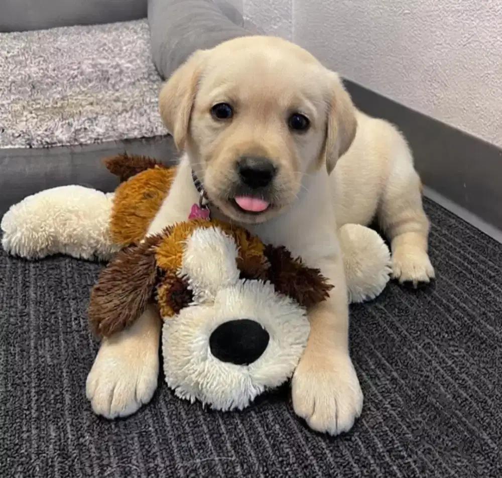LABRADOR RETRIEVER
