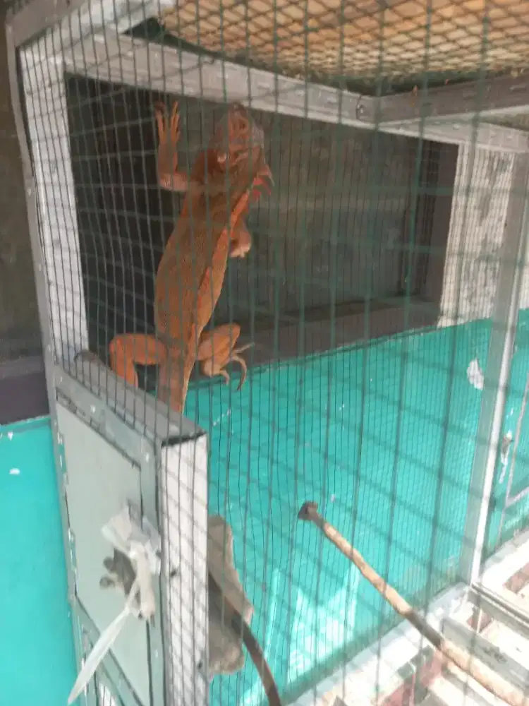 Iguana Merah Plus Kandang Kotak 3