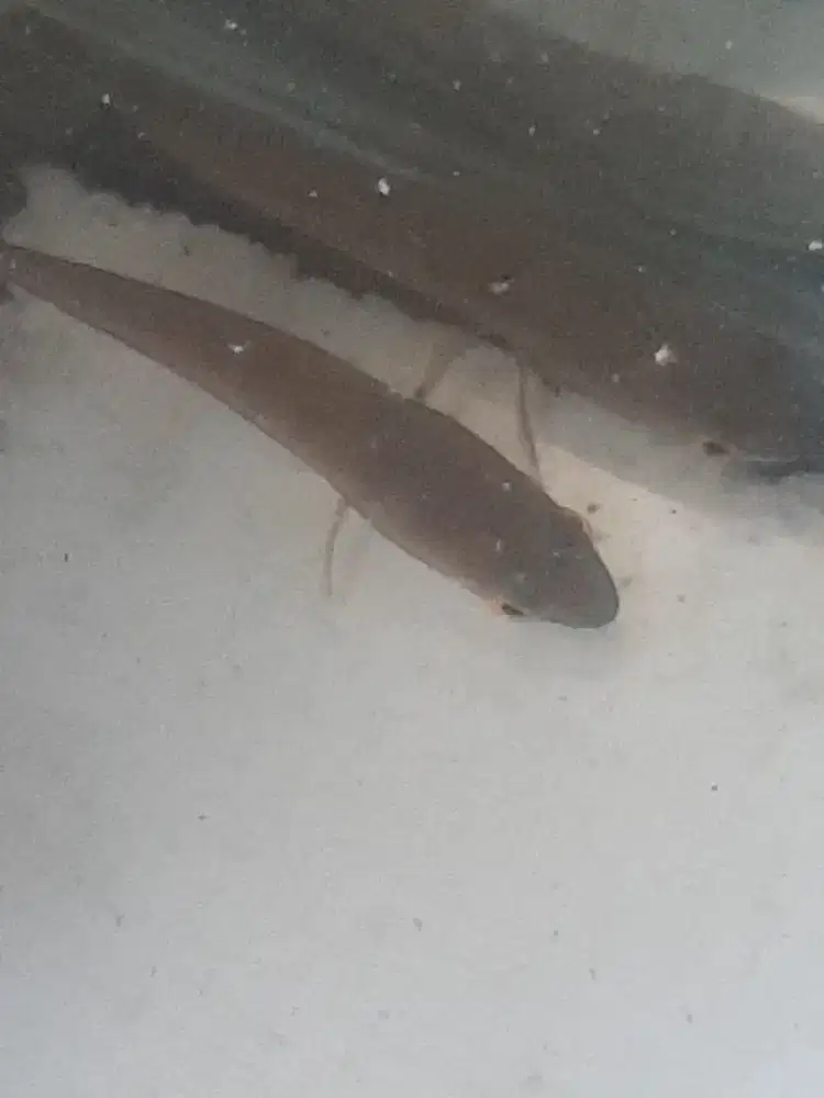 Ikan pulcra auranti sehat