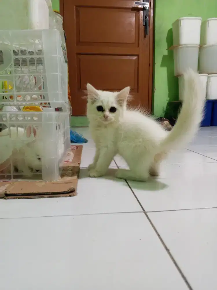 Persia betina 2 bulan