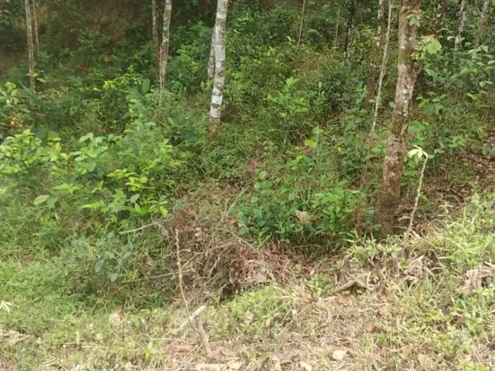 dijual pinggir jalan 800 meter