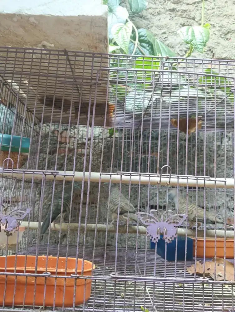 Burung perkutut lokal