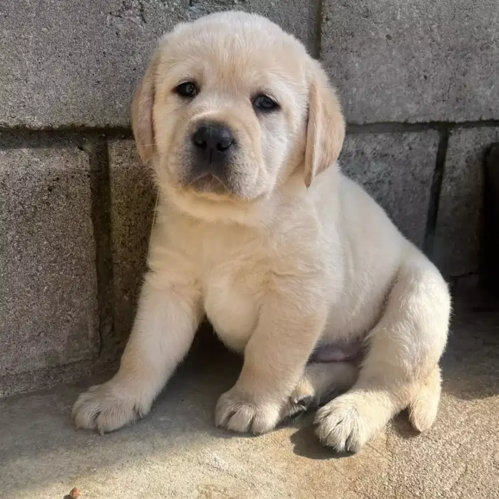 LABRADOR RETRIEVER