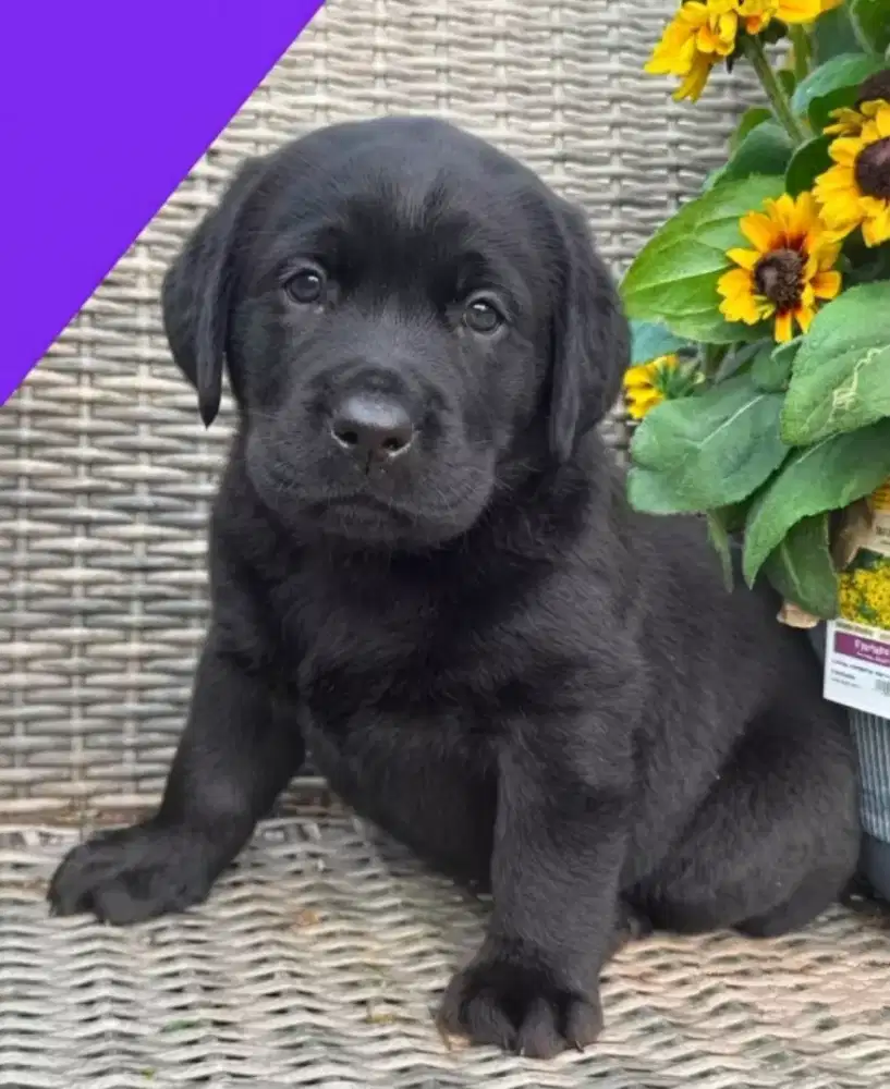 LABRADOR RETRIEVER