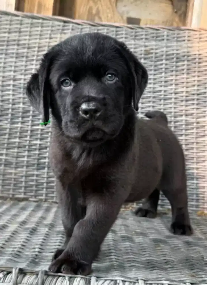 LABRADOR RETRIEVER