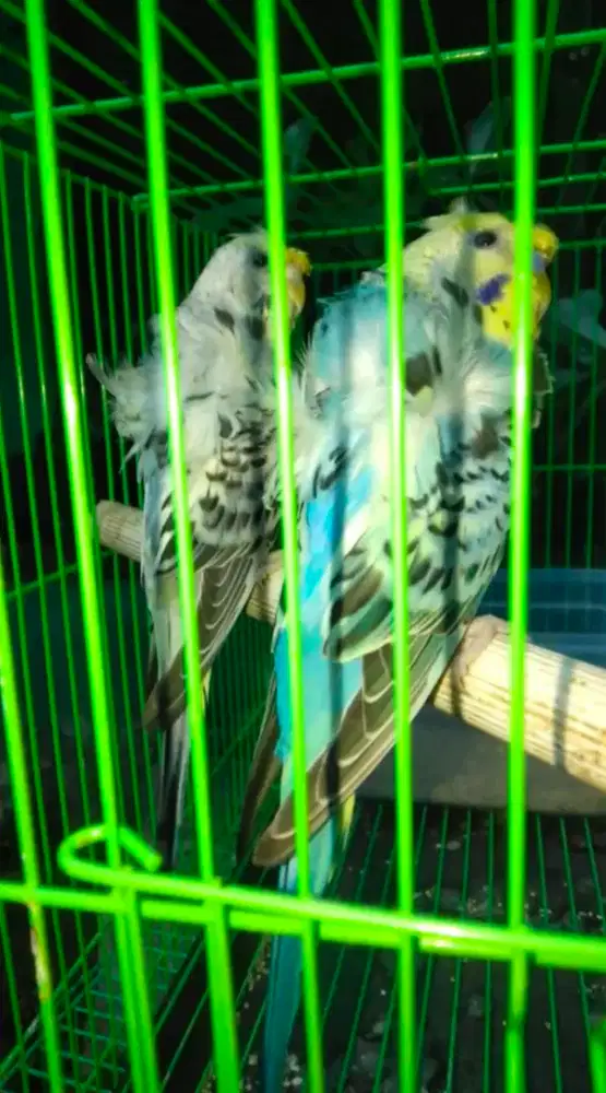 Burung parkit hagoromo
