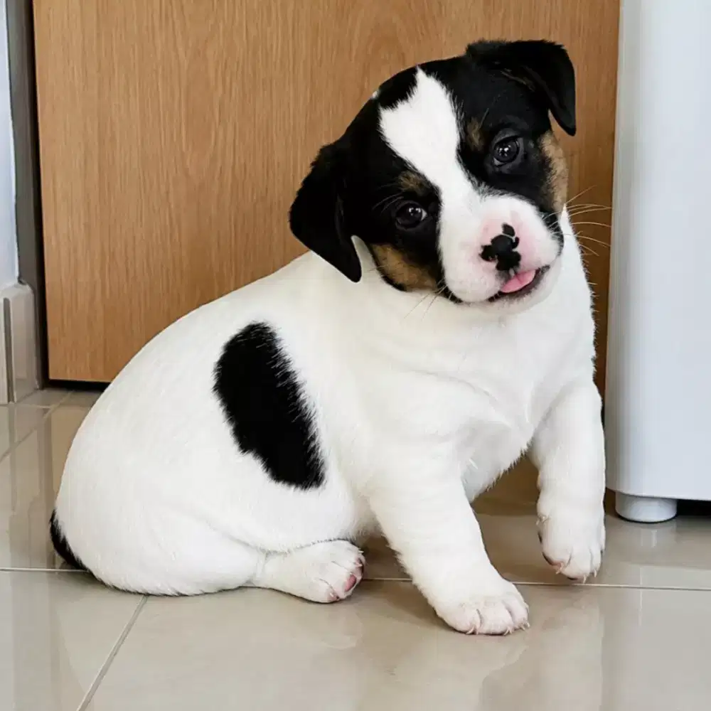 JACK RUSSEL TERRIER