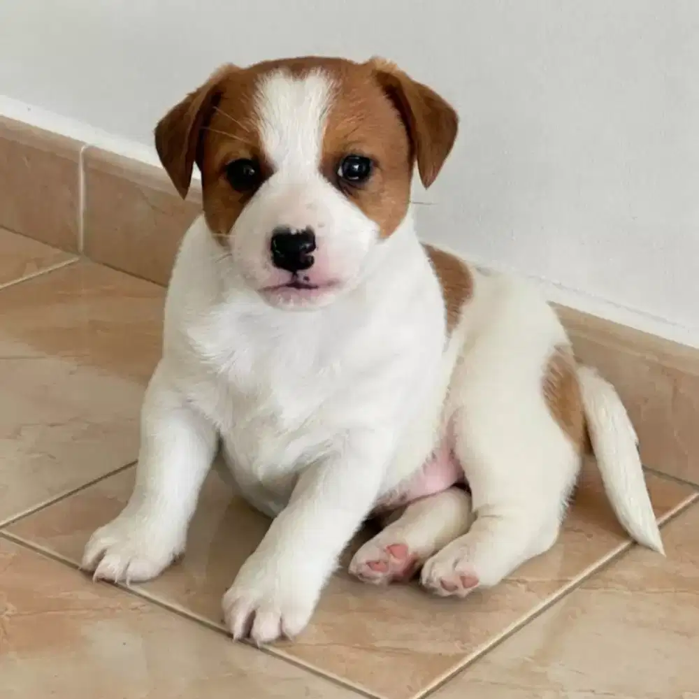 JACK RUSSELL TERRIER