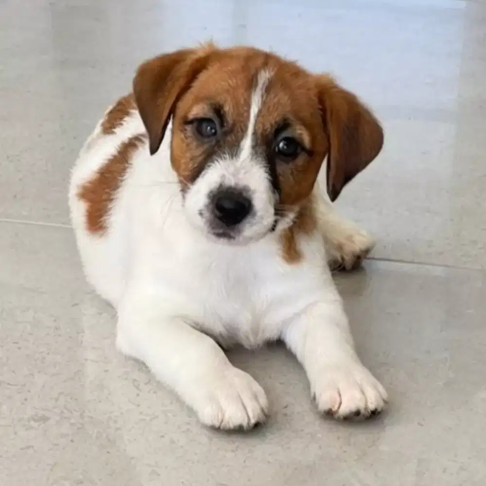 JACK RUSSEL TERRIER