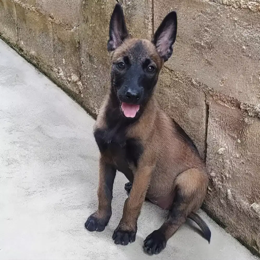 BELGIAN MALINOIS