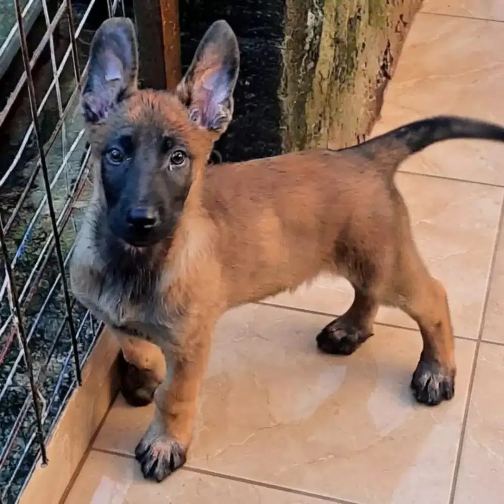 BELGIAN MALINOIS