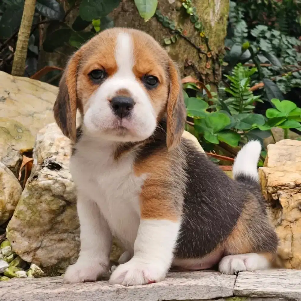BEAGLE TRICOLOR