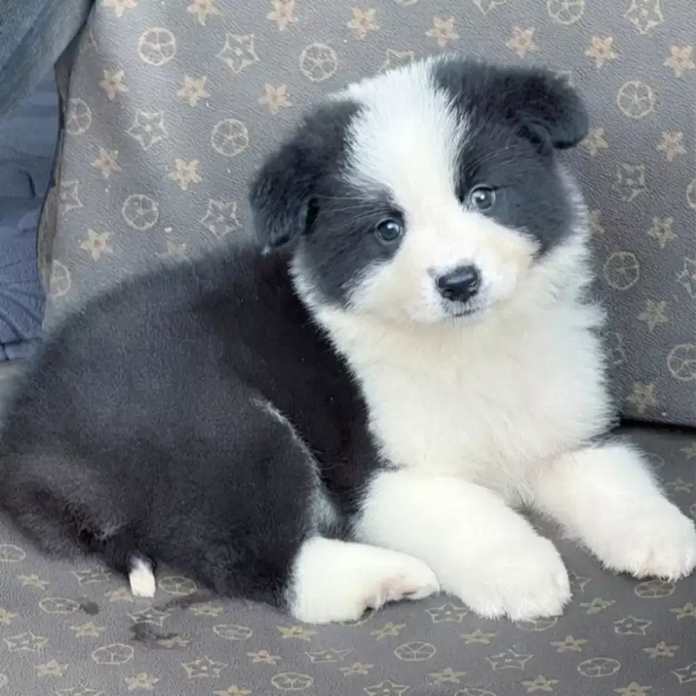 BORDER COLLIE JANTAN