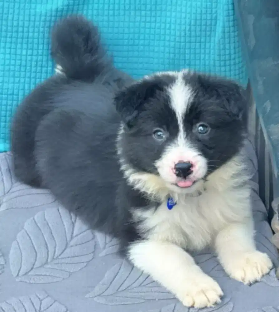 BORDER COLLIE JANTAN