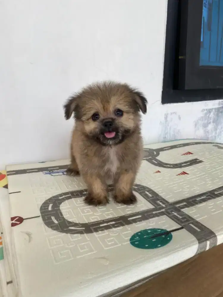 puppy maltipom jantan 2bulan