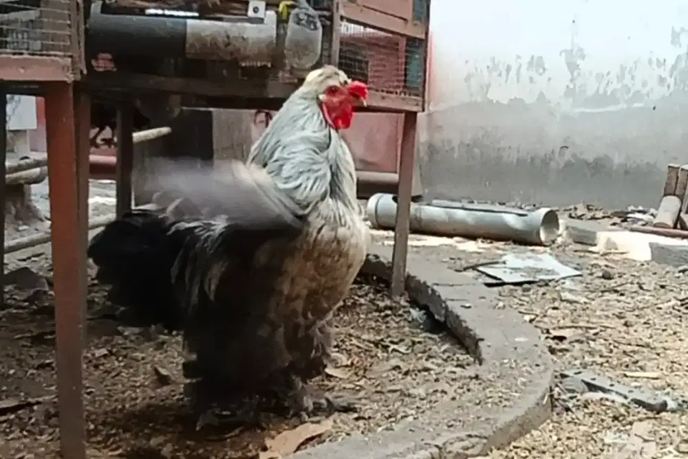 Ayam Hias Jantan Bulu Lebat