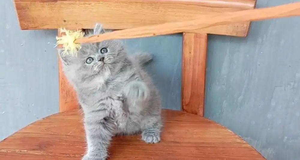 Kucing persia betina