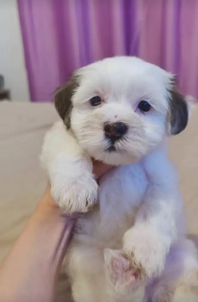 Maltipoo super cute warna langka