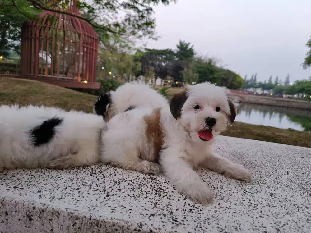 Poodle super cute warna langka