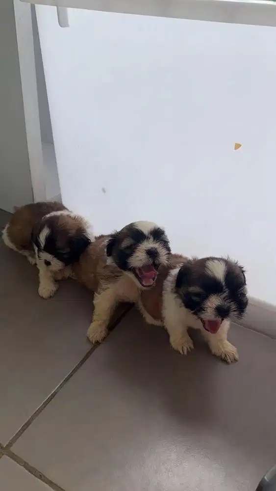 di jual anakan SHITZU full 3 ekor