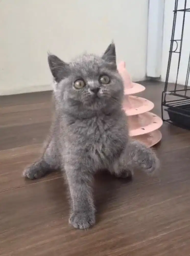 Kucing BSH betinaa