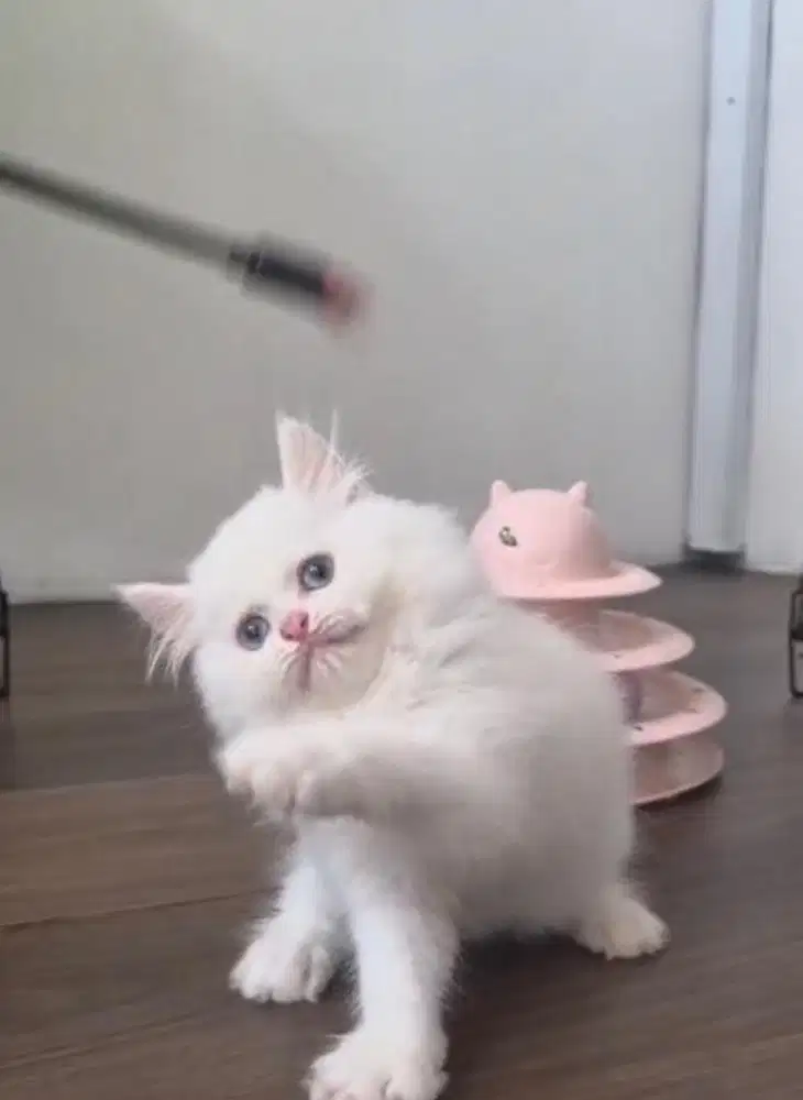 Kucing persia white solid