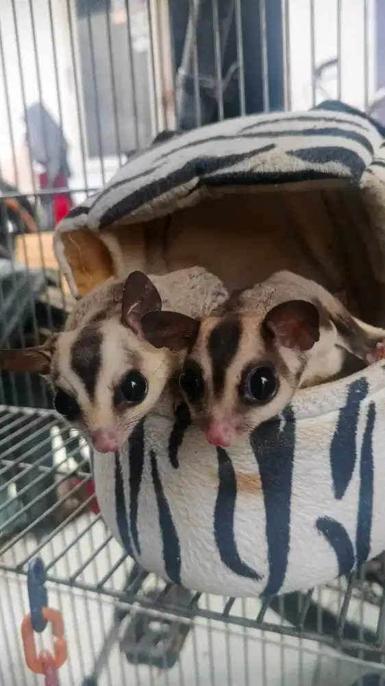 hewan sugar glider