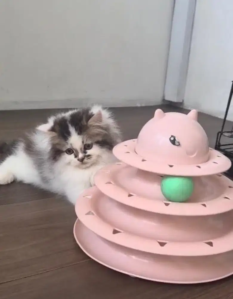 Kucing persia tabby