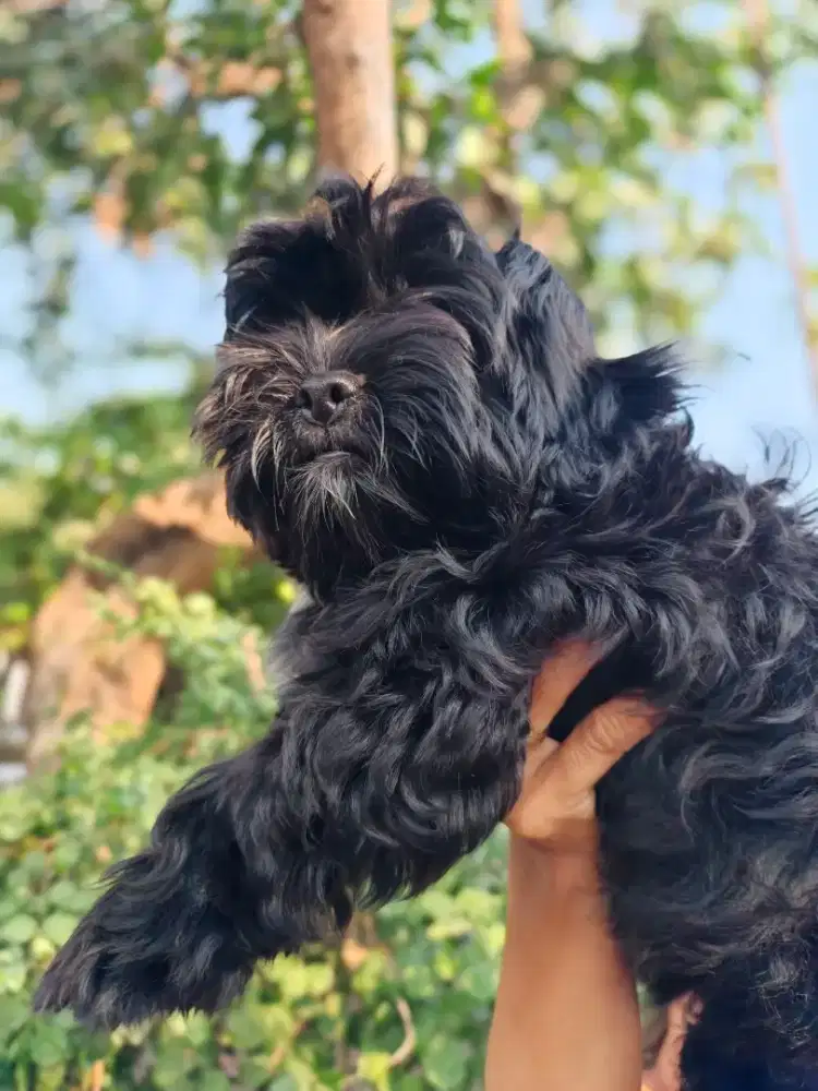 Jual Anak Anjing Shihtzu x Poodle