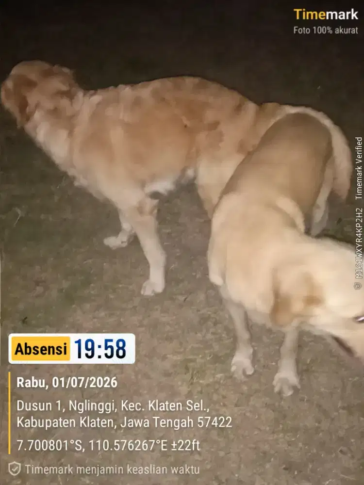 Anabul Golden Pure
