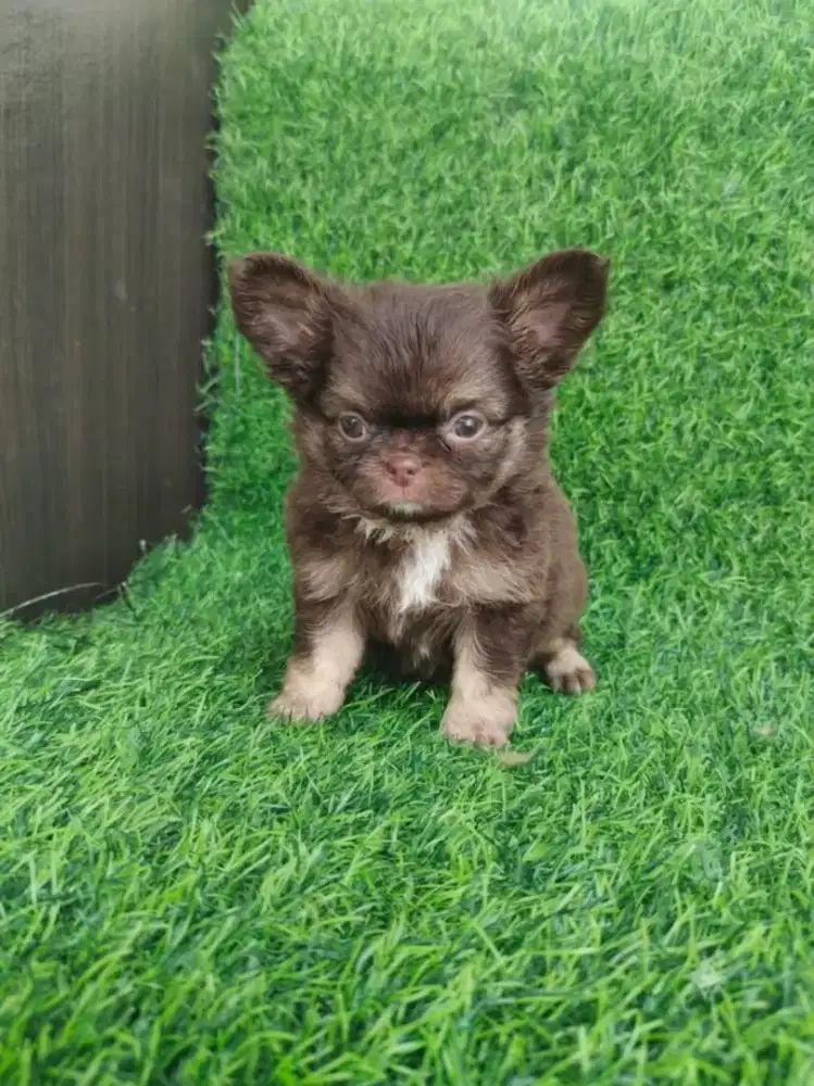Super mini Chihuhua female Long Hair