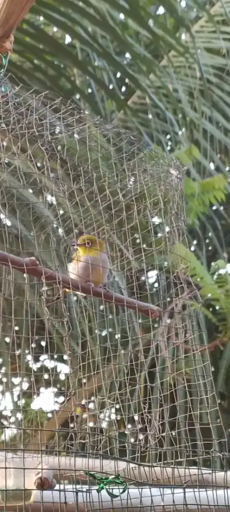 Burung kecilmurah