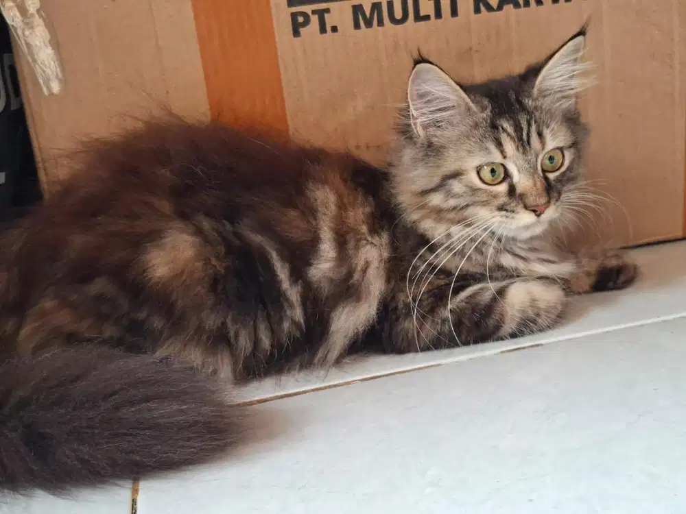 5 Kitten (anak kucing) Available for Adopt