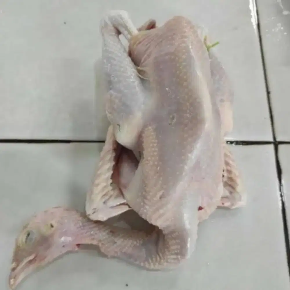 Ayam Kampung asli