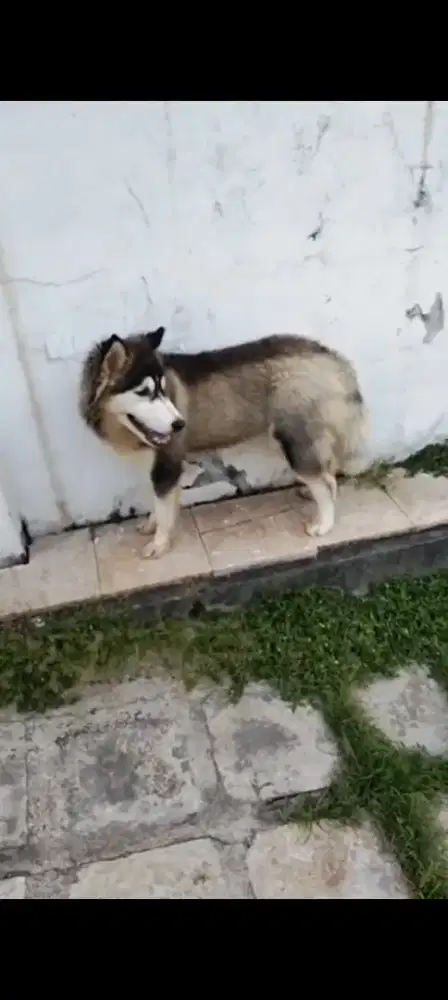 Yang cari betina husky merapat.