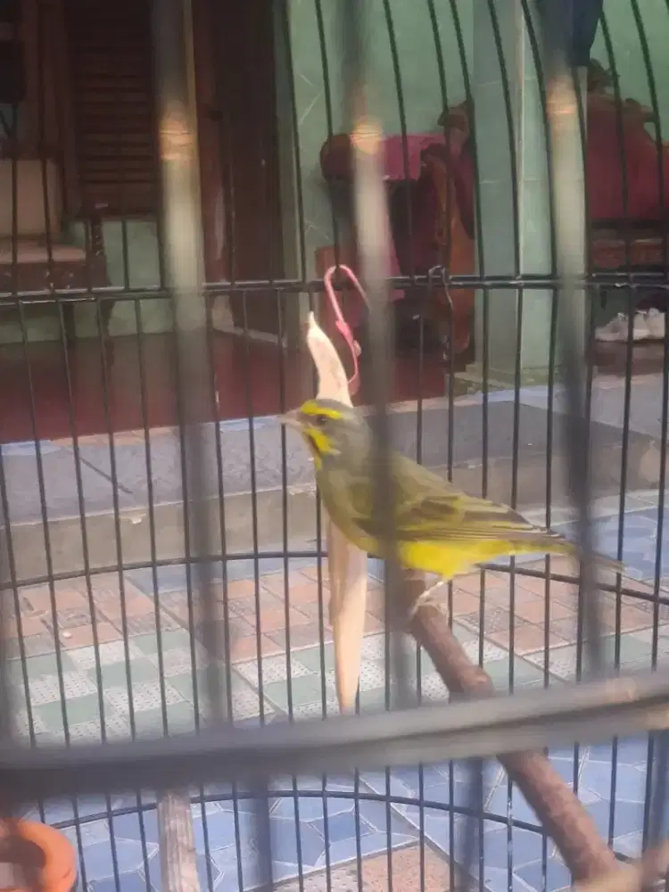 Jual burung muzambik gacor