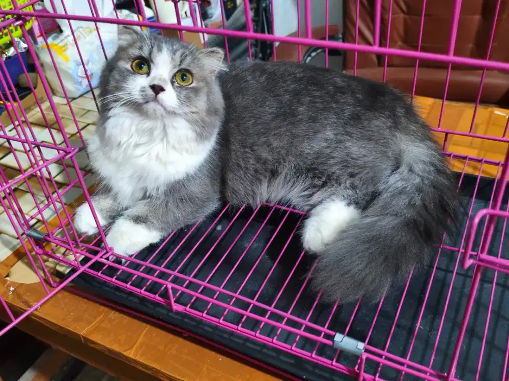 Kucing Gaelic Munchkin Cebol Fold