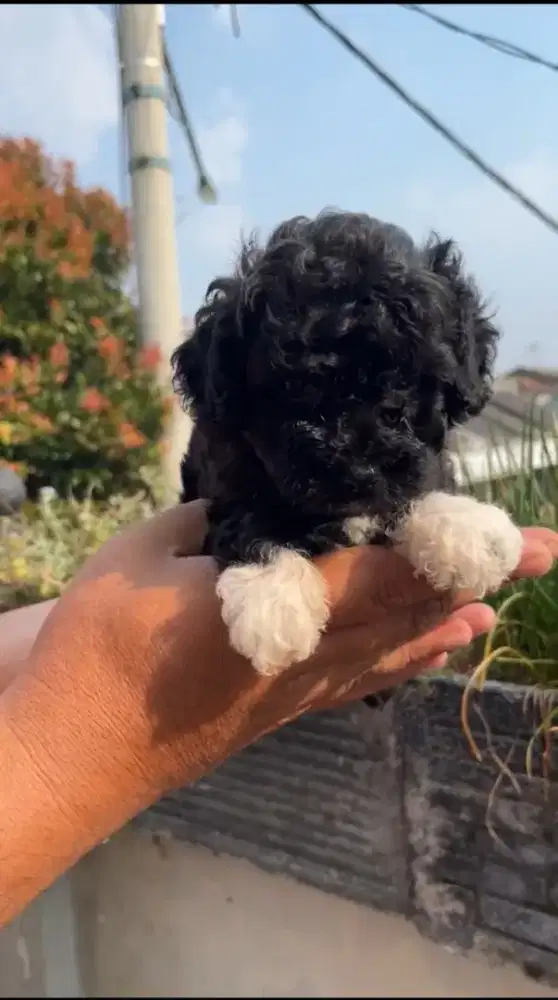 Poodle black jantan  kaos kaki Non stambum
