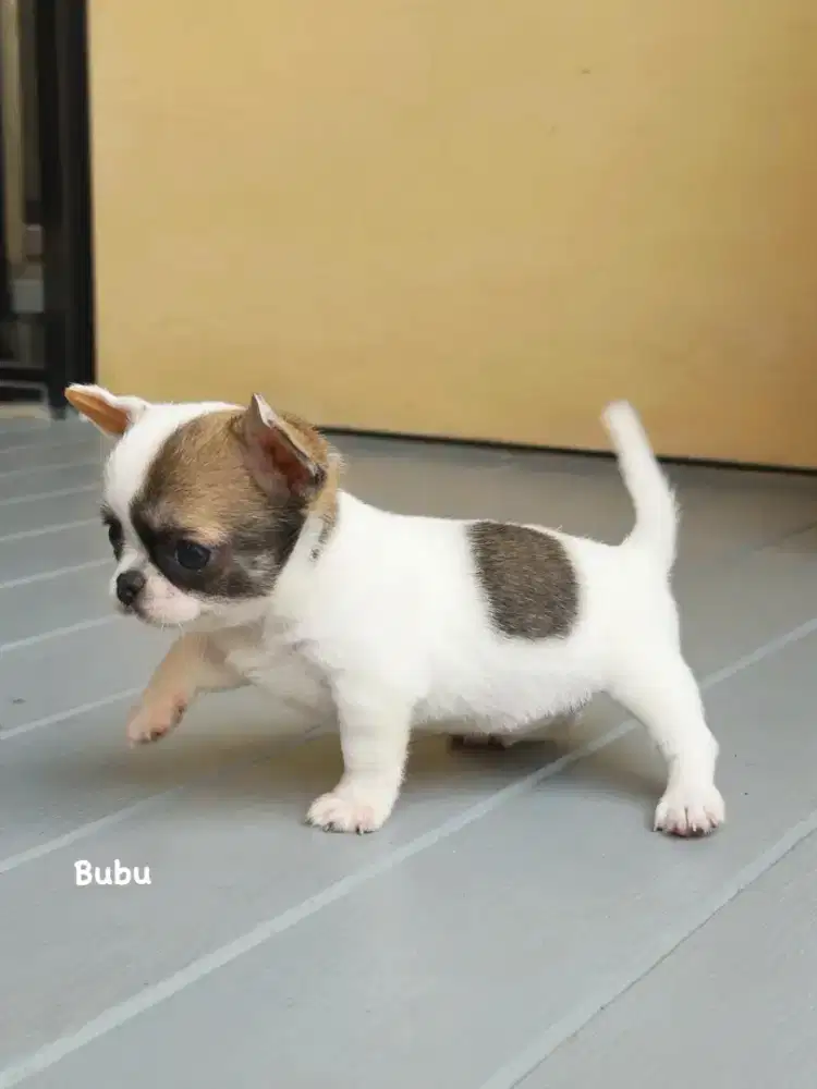 Chihuahua betina size kecil
