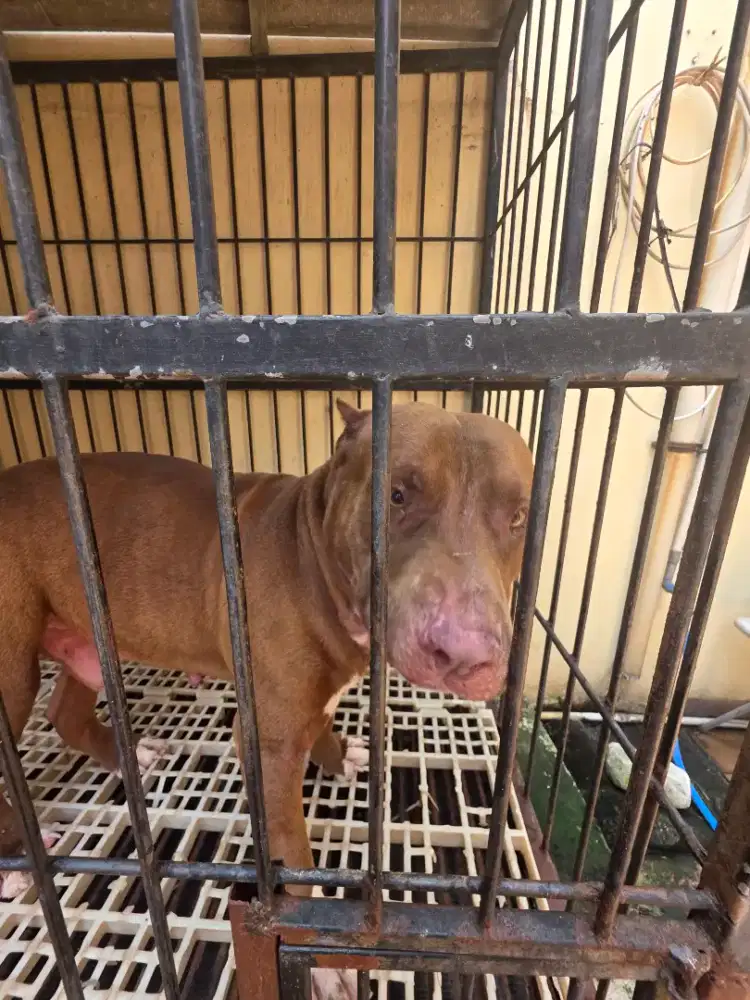 Dibutuhkan ART yg mau urus anjing