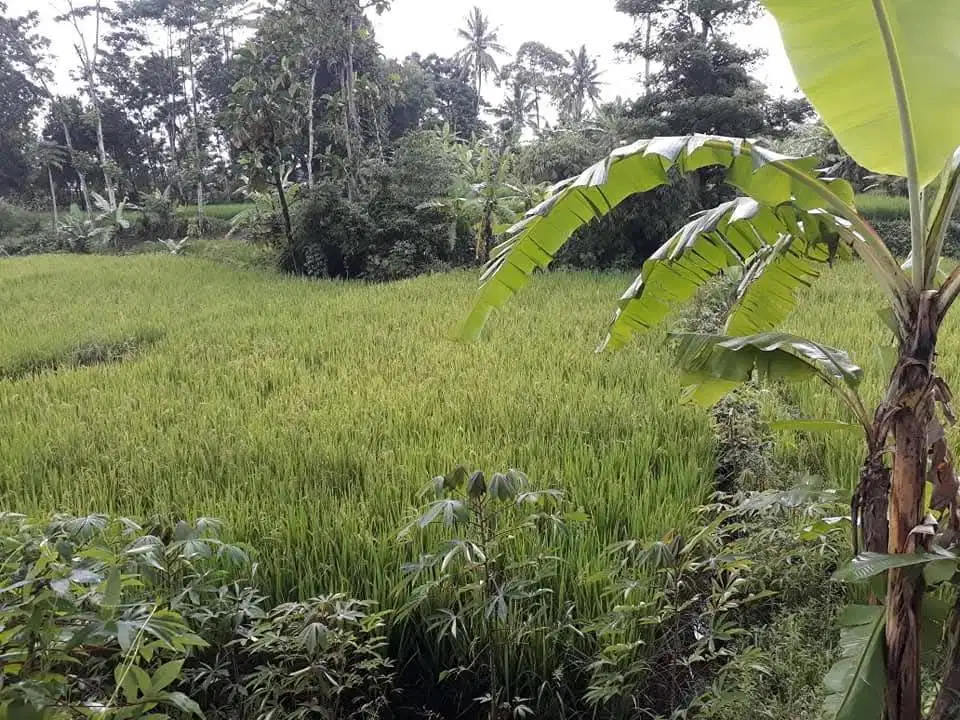 Dijual Tanah pertanian