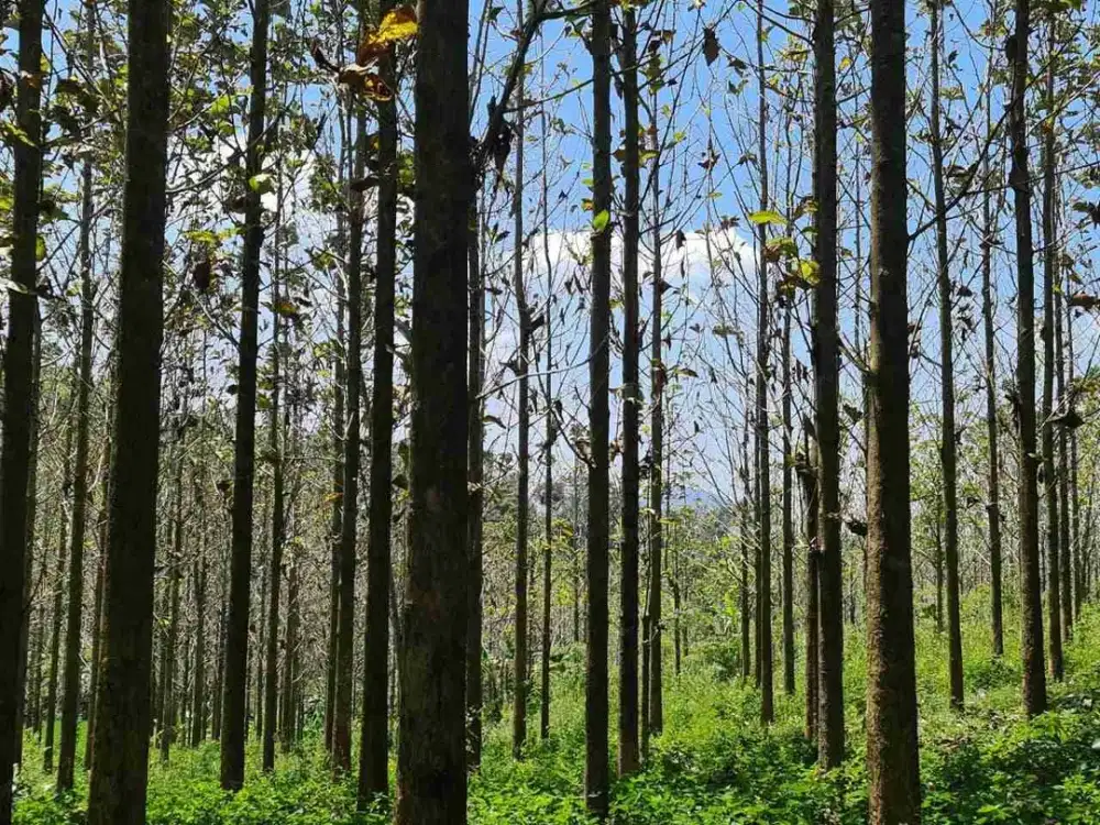 Di jual Tanah, beserta Pohon Jati & Sawah, Cikalongkulon, Cianjur, Jawa Barat