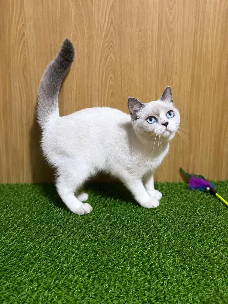 British shorthair color point blue betina