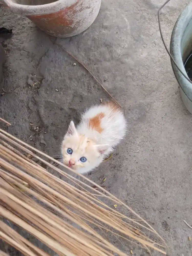 Kitten anggora mixdom