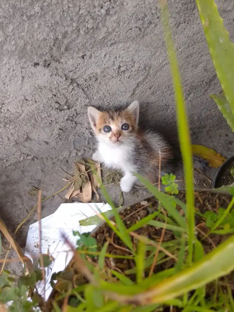 Kitten anggora mixdom