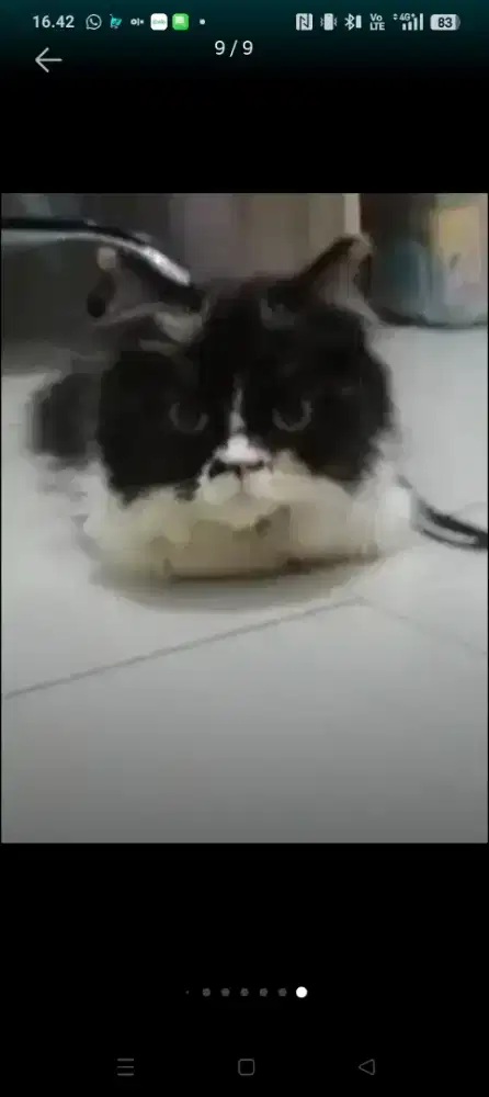 kucing persia calico