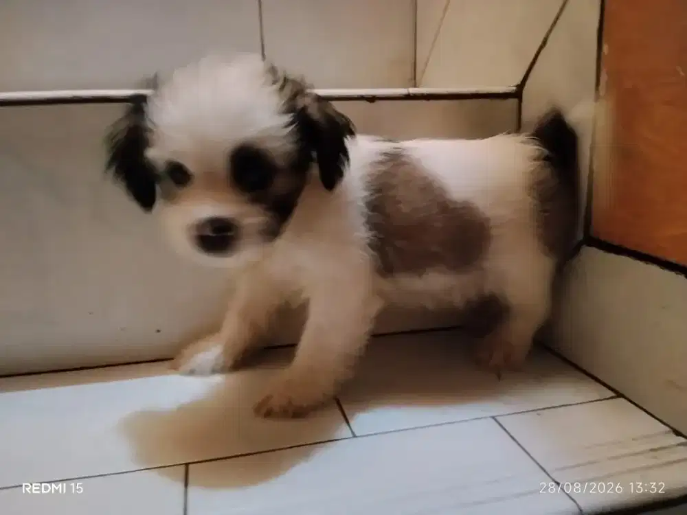 Adopsi Anak Anjing Shitsu mix kampung
