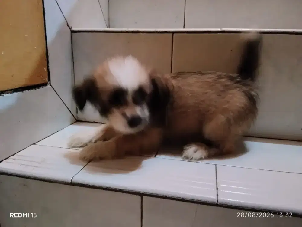 Adopsi Anak Anjing Shitsu mix kampung